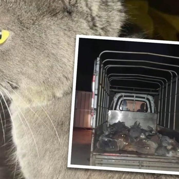 Missing Catâ€™s Tracker Allows Owner To Find It 1,600km Away En Route To Slaughter