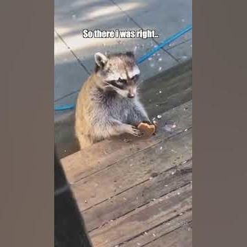 Raccoon Federation Stories