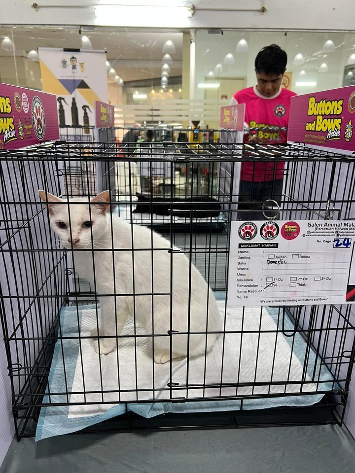 Hari Pertama Buttons And Bows Malaysia Cat Adoptio..