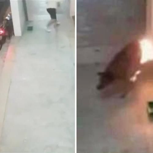 Man Caught On Cctv Abusing, Setting Fire To Dogs