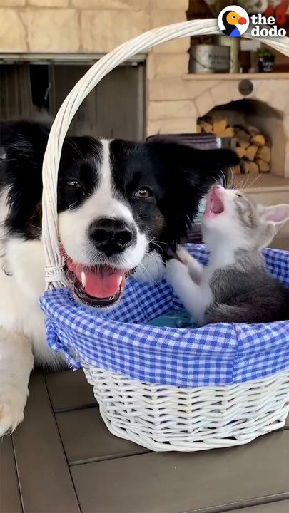 Dog Scared Of Kittens Becomes Proudest Foster Mom