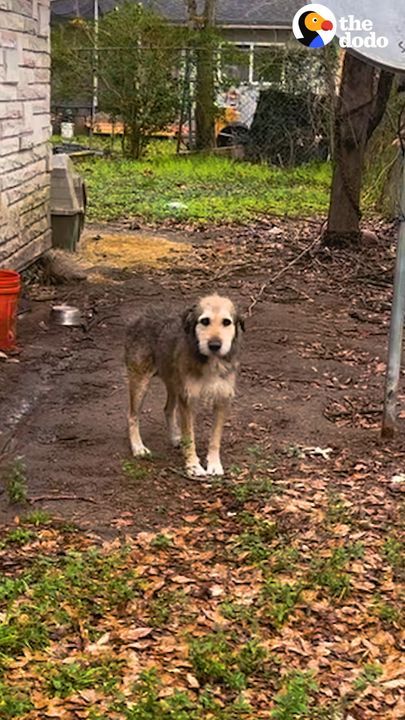 Dog Chained Up For 5 Years Is So Relieved To Be Rescued