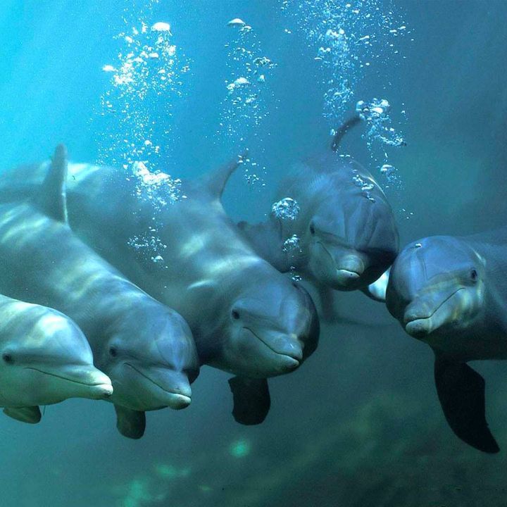 How Dolphins Are Similar To Humans