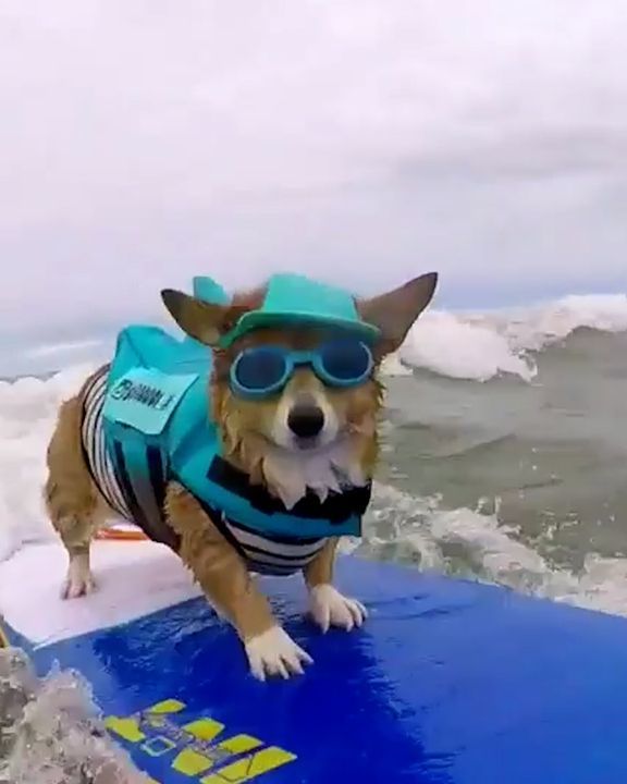 The Surfing Corgi ðŸ„ðŸ»â€â™‚ï¸