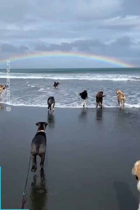 Happy Dogs Run Around Care Free On Beach Next To Beautiful Rainbow