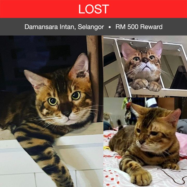 Bengal Cat Lost – 2 Years, Yoshi From Damansara Intan, Petaling Jaya, Selangor