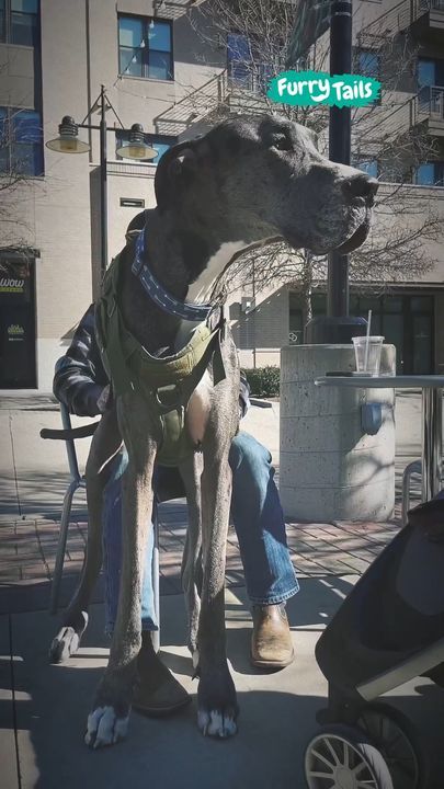 Meet The Tallest Male Dog In The World! ðŸ˜„