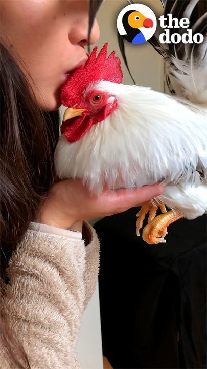 Rescue Rooster Loves To Chase His Favorite Girl Around The House