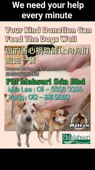 Meefah Homeless Animal Shelter Needs Help The Shel..