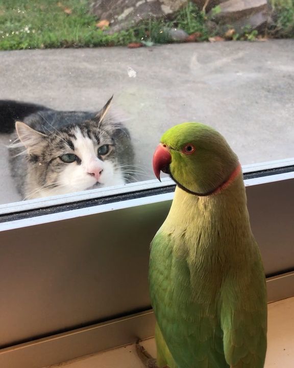 My Parrot Plays Peek-A-Boo With The Neighbour’s Cat ðŸ¦œ