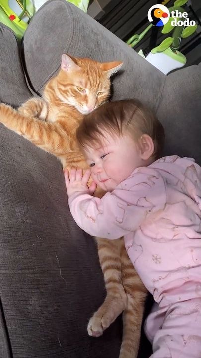 Cat Never Wants To Miss His Baby Sister’s Bedtime Routine