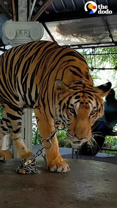 Tiger Chained Up Her Whole Life Takes Her First Free Steps