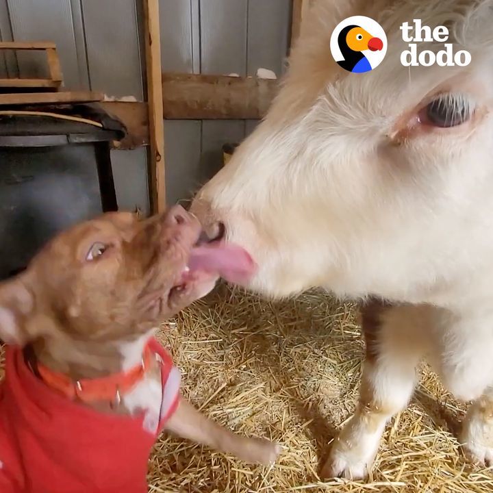 Cow Who Thinks He Is A Dog Is Reunited With His Favorite Puppy