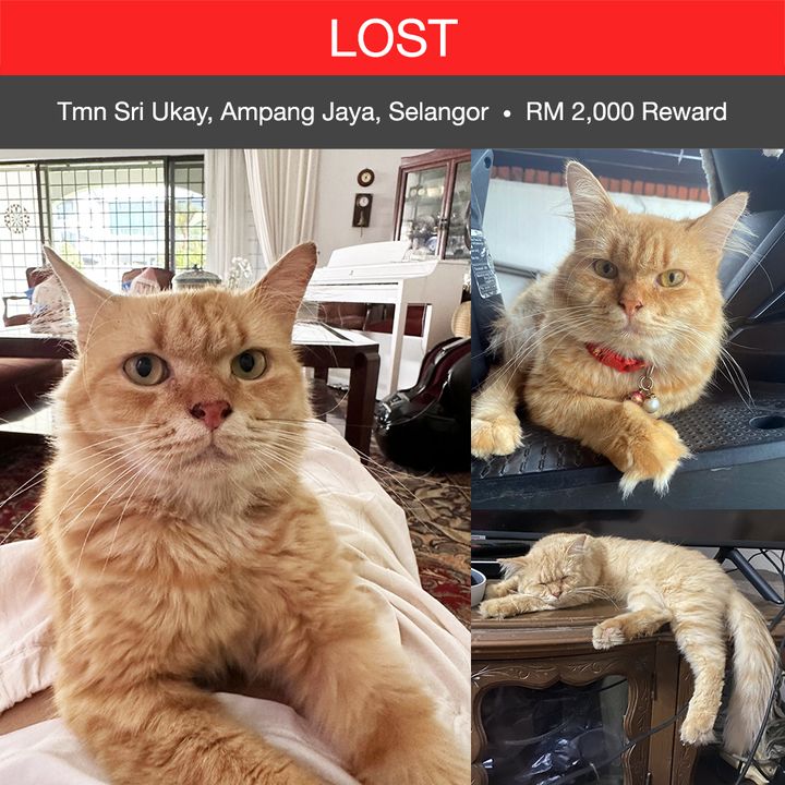 Tabby Cat Lost – 2 Years 8 Months, Leo From Tmn Sri Ukay, Ampang Jaya, Selangor