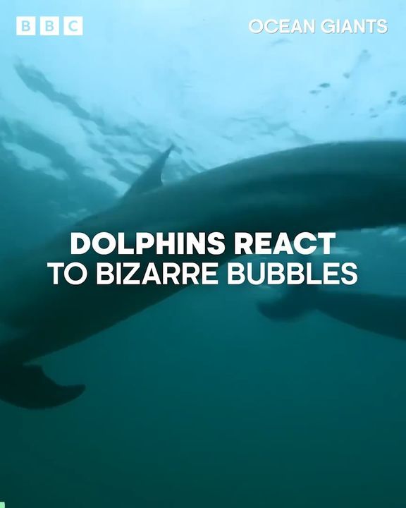 Dolphins React To Bizarre Bubbles | Ocean Giants