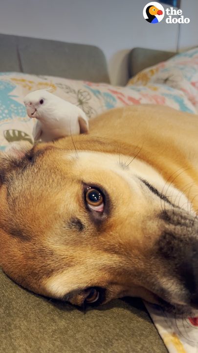 Bird Meets Stuffed Animal That Looks Like His Dog Brother