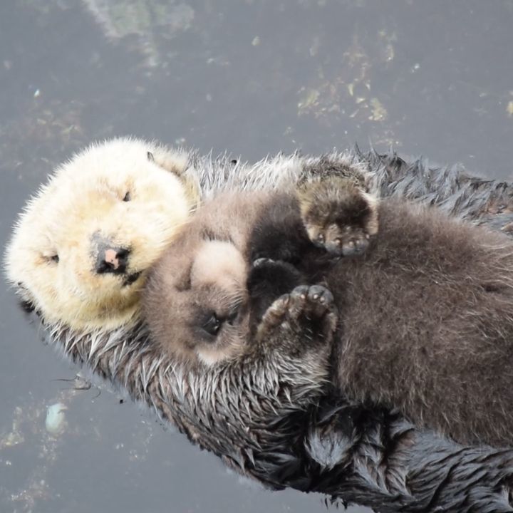 Baby Otter Naps On Mum â¤ï¸