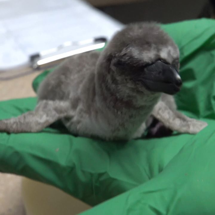 Tiny Penguin Chick Makes A Peep