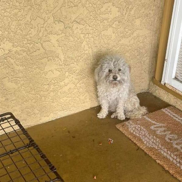 Homeless Dog Knocks On Every Door In Neighborhood Looking For A Forever Family