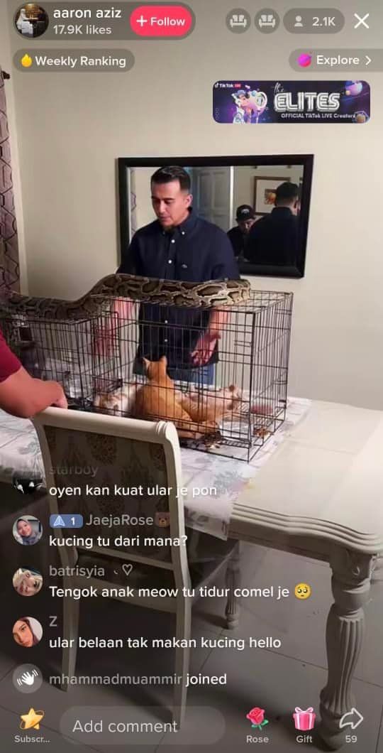 Aksi Meletakkan Ular Sawa Berdekatan Kucing Walau ..