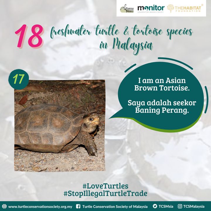 Introducing Malaysia’s Largest Tortoise, The Asian..