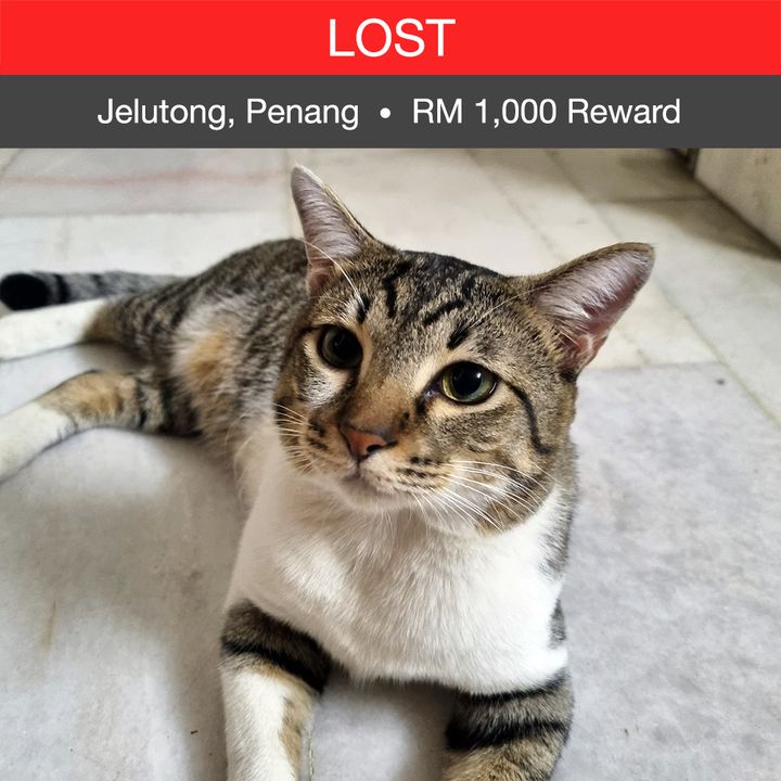 Domestic Short Hair Cat Lost – 2 Years 7 Months, Didi From Jelutong, Pulau Pinang