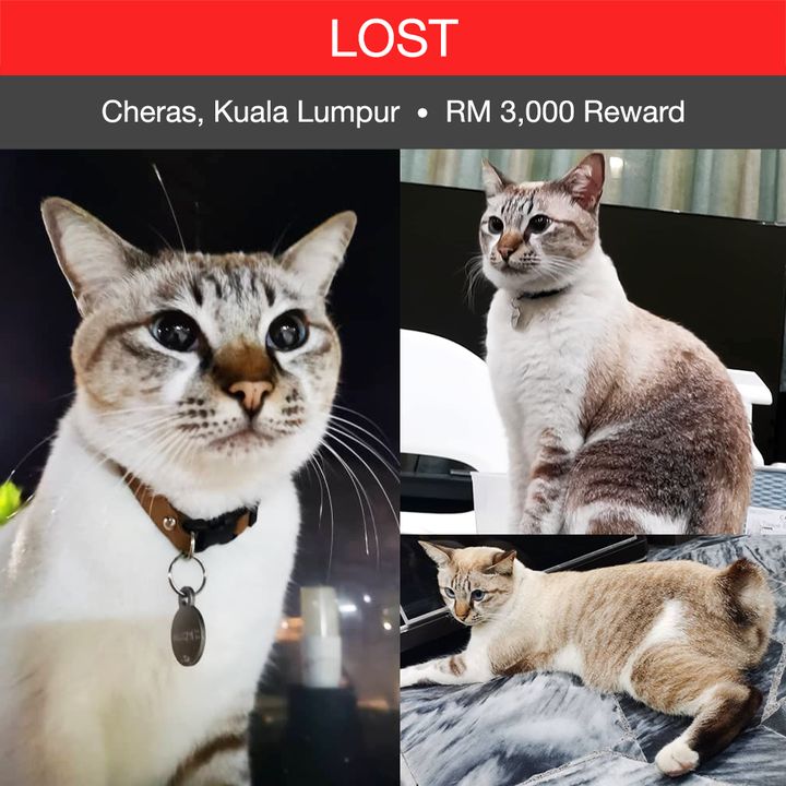 Domestic Short Hair Cat Lost – 5 Years, Wao From Tmn Taynton View, Cheras, Kuala Lumpur