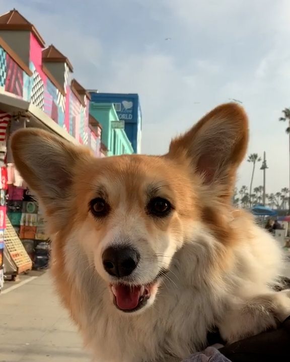 Backpacking Dog In Nyc ðŸŽ’