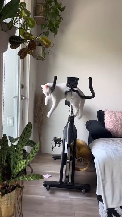 Funny Cat Naps On Stationary Bike!