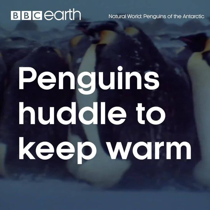 Penguins Huddle To Keep Warm