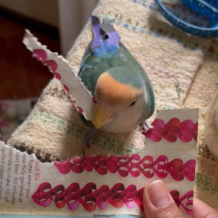 Adorable Lovebird Makes Its Own Tail From Paper ðŸ¦œ