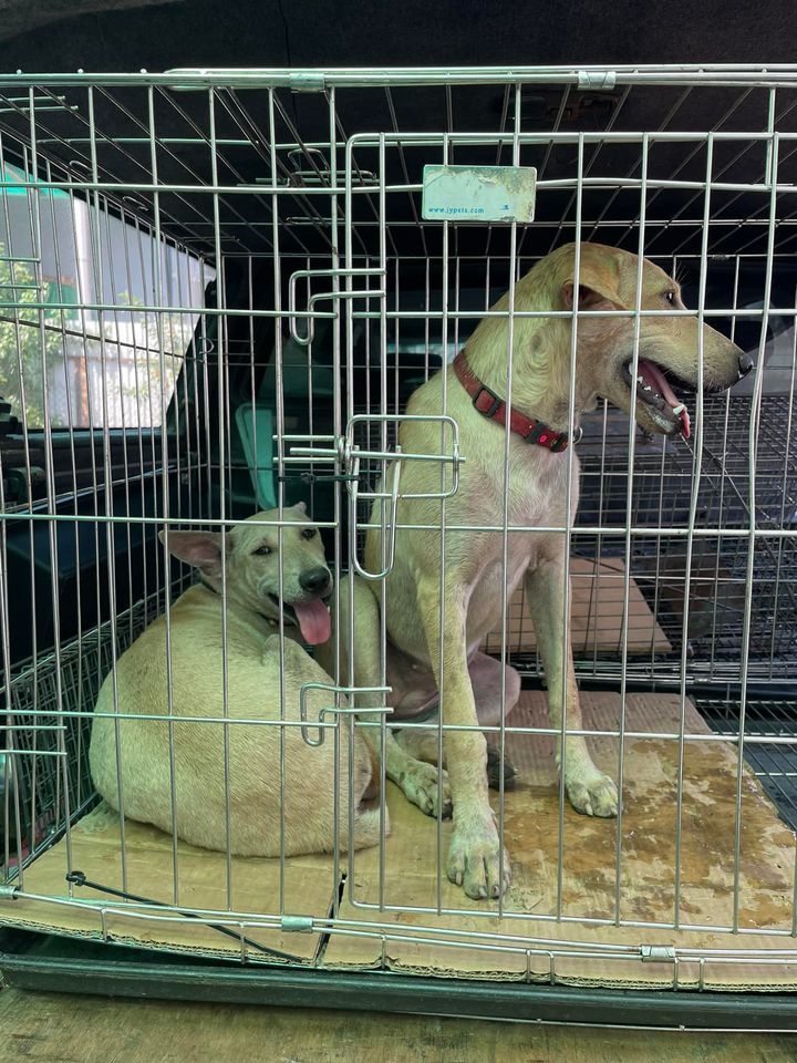 Chan Contacted Us For Help To Spay These Two Femal..