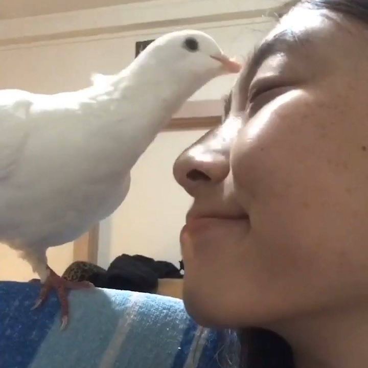 Loyal Pigeon Follows Her Mom Everywhere