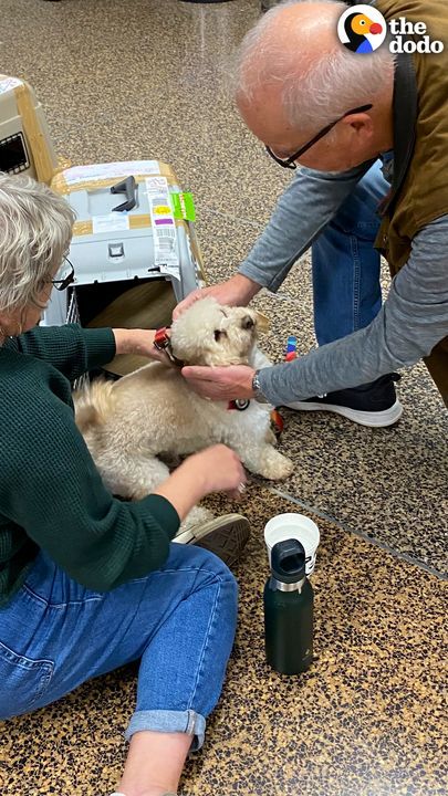 Matted Senior Dog Was Chained On The Roof For Two Years