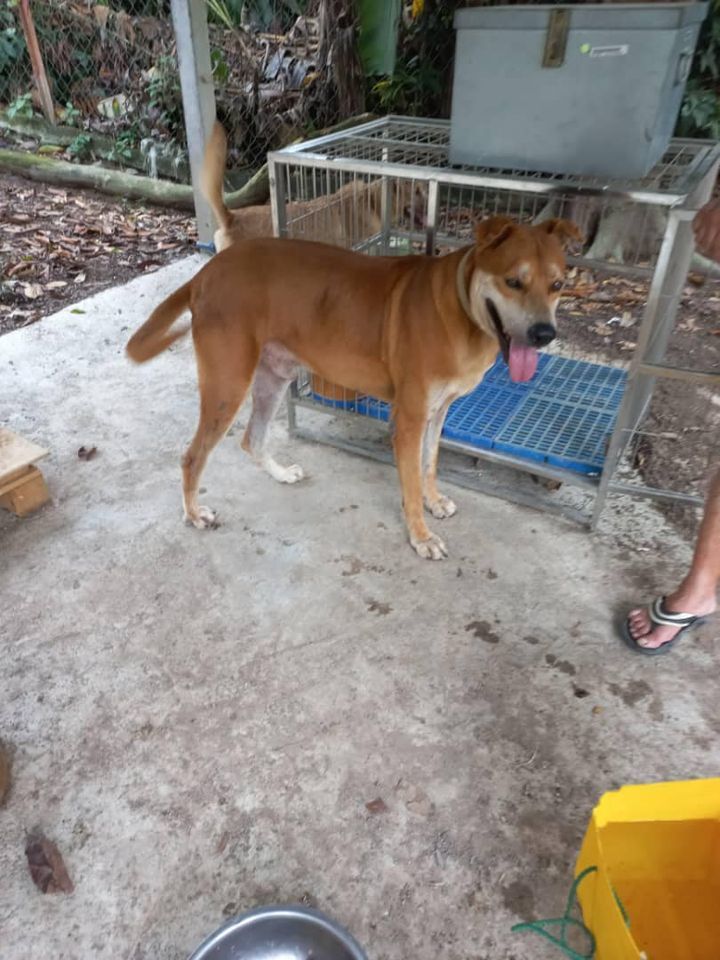 This Male Dog Was Dumped By His Owner At Cherastam..