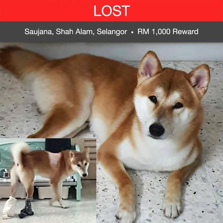 Shiba Inu Dog Lost – 2 Years, Eiji From Saujana, Shah Alam, Selangor