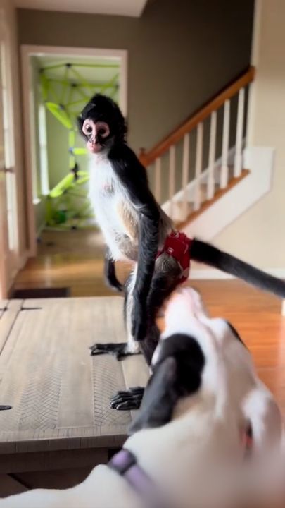 The Life Of A Rescued Spider Monkey ðŸ’