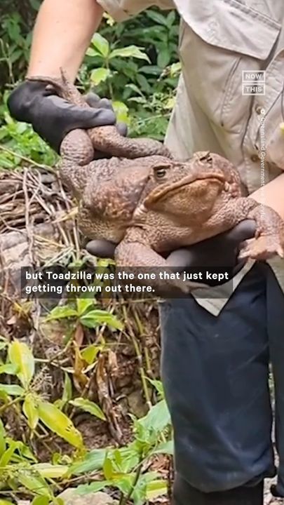 Meet ‘Toadzilla,’ Believed To Be The Largest Toad Of Its Kind Ever Found