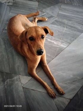 Lost Dog / Puppy In Ayer Itam Area. – Female Brown..