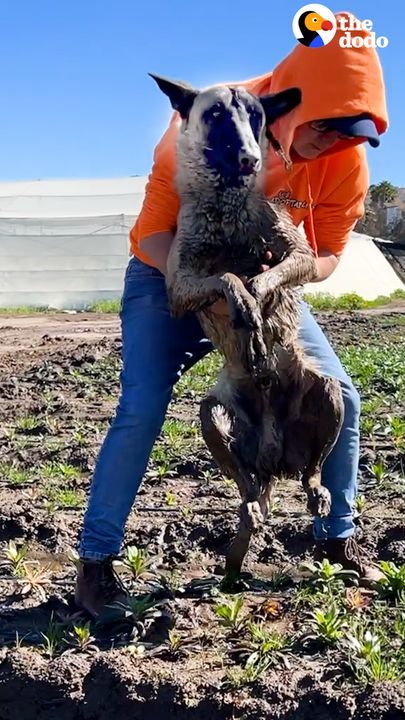 Dog Has The Best Reaction When He Reunites With His Rescuer