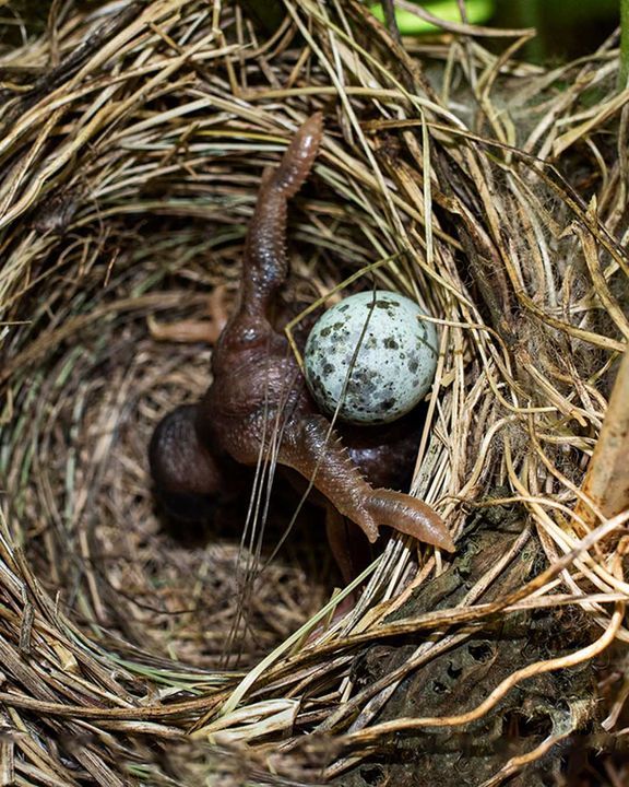 Top 3 Craziest Birds In The World