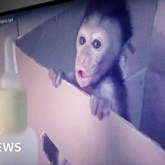 Caught on cam: Global investigation uncovers 'sadistic monkey