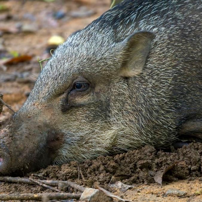 The Climate Conversations: Look Beyond Fencing And Trapping Animals To Prevent Human-Wildlife Conflict, Say Experts