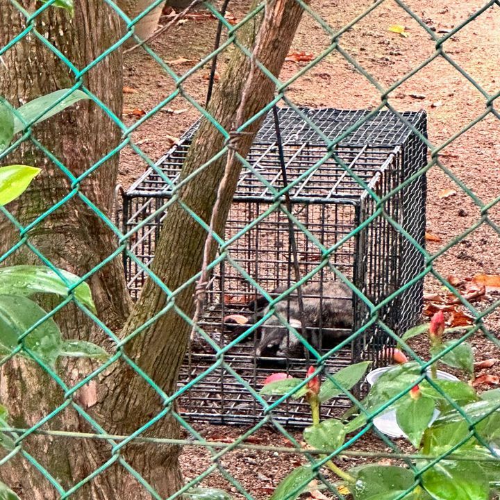 Trapped Civet Found Dead In A Cage Last Week, Our ..