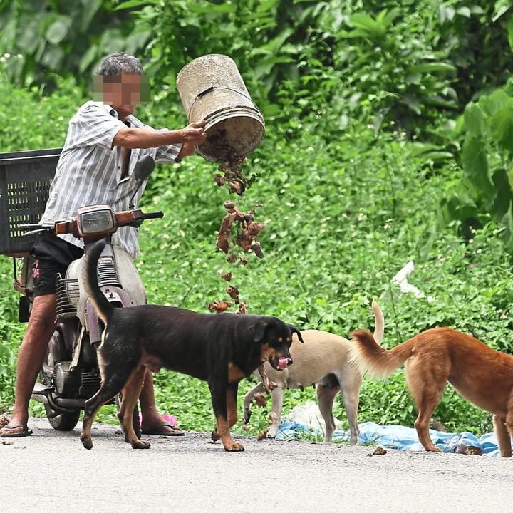 â€˜donâ€™t Just Feed But Care For Strays Tooâ€™