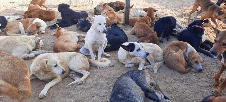 Emergency For Dogs In Egypt. Today We’ve Been Resp..