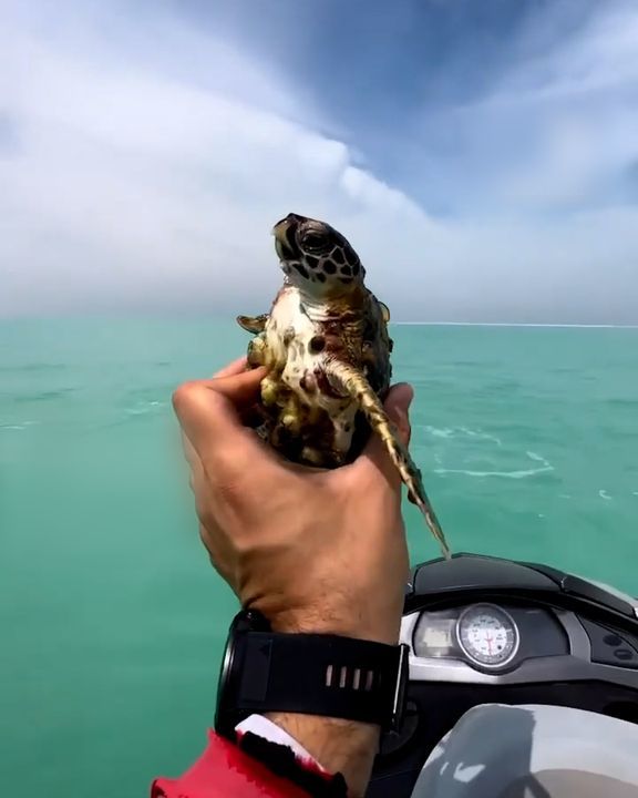 Helping A Turtle Covered In Barnacles ðŸ¥º