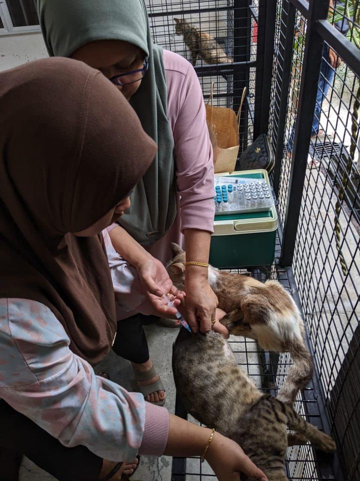 Sekumpulan 30 Ekor Kucing-Kucing Jalanan Yang Dise..