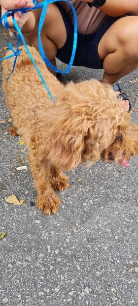 Update Owner Found. Found This Male Poodle In Fron..