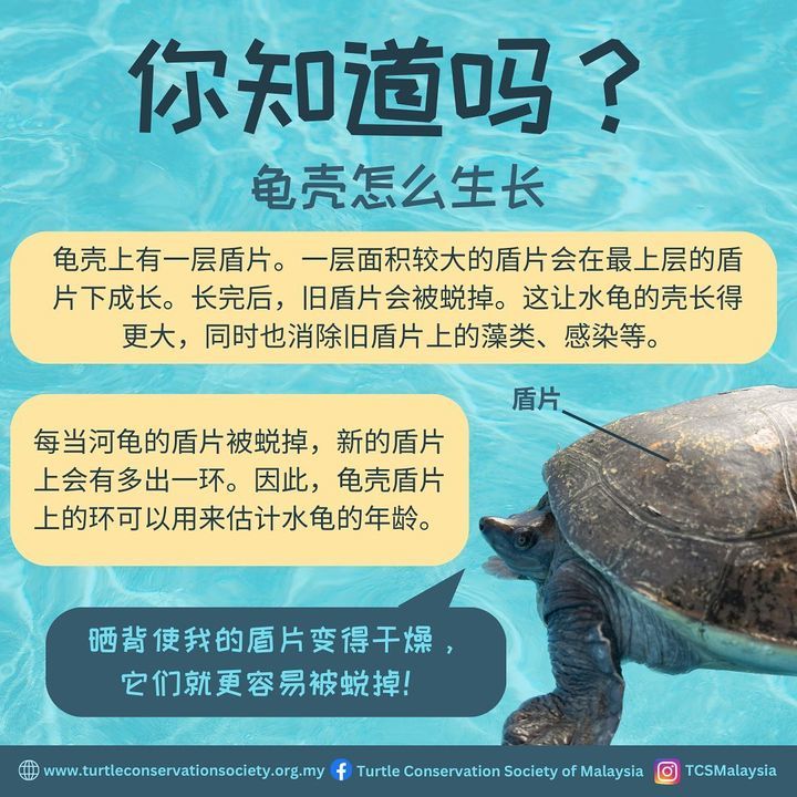 English Caption Below. Did You Know That A Turtles..